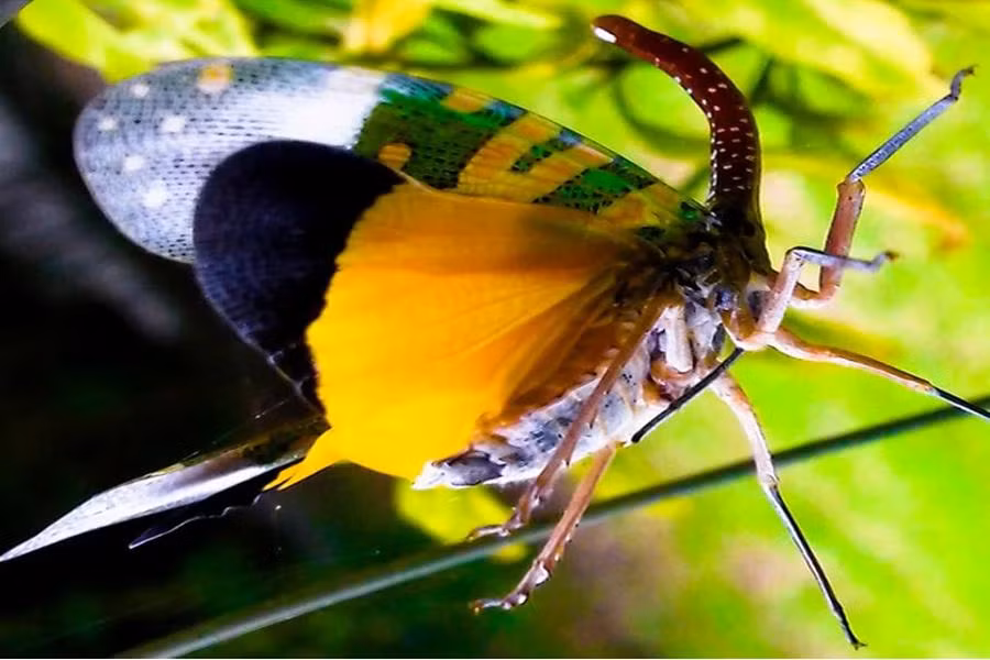 Đây là loài côn trùng có khả năng bật nhảy rất nhanh nên rất khó bắt cũng như khó có cơ hội chụp hình được khoảnh khắc nó bắt đầu xoè đôi cánh lung linh sắc màu vụt bay