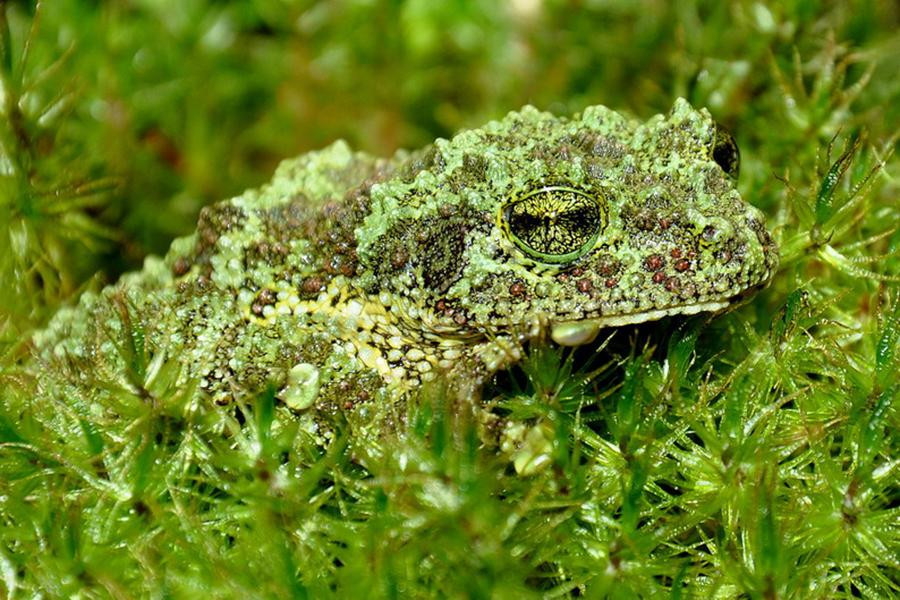Lớp da đặc biệt giúp ích cho ếch rêu về mặt ngụy trang, vừa trốn kẻ thù vừa thuận tiện bắt mồi