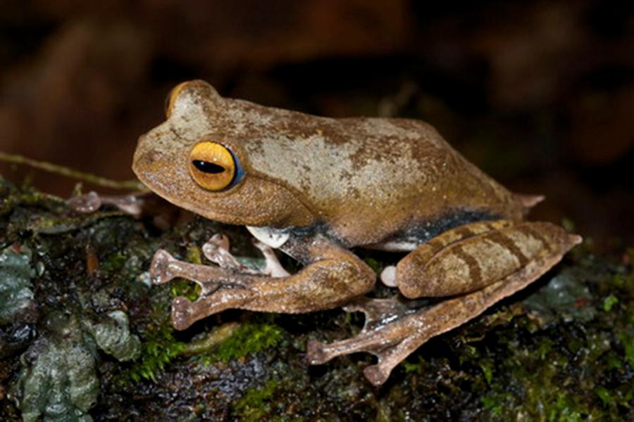 Được biết, loài ếch này mới chỉ được ghi nhận ở cao độ từ 1.400 m đến 2.000 m của vùng Cao nguyên Lâm Viên (Việt Nam).