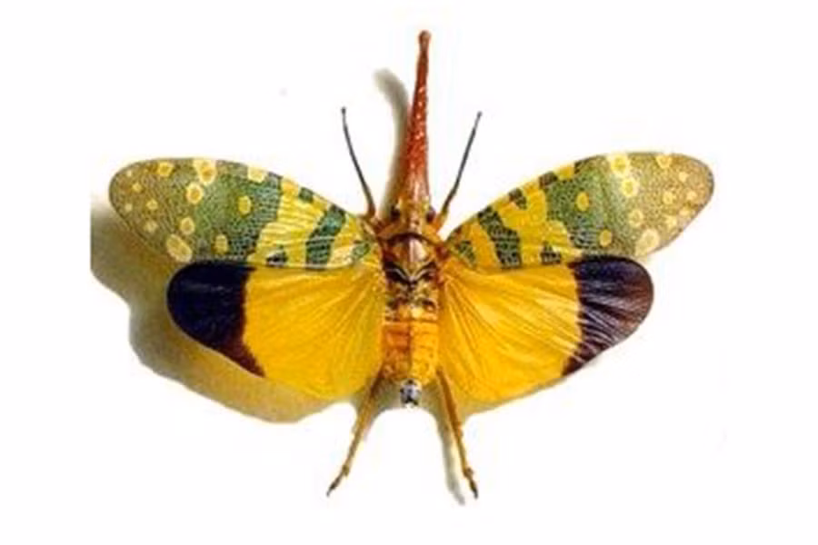 Chúng thường xuất hiện khi có những cơn mưa đầu mùa lúc trời tối tại các cánh rừng thường xanh