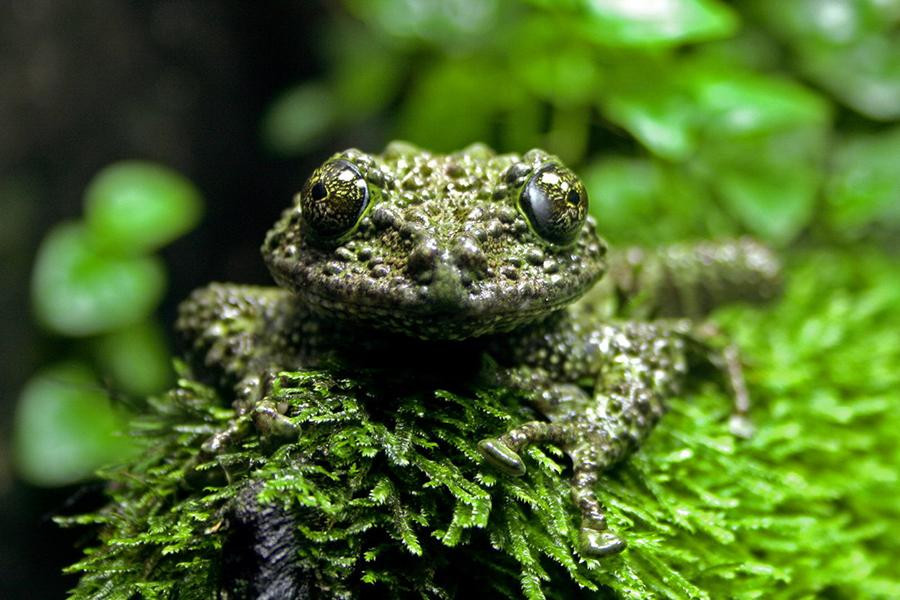 Đây là loài lưỡng cư đặc hữu của Việt Nam. Trong nước phân bố ở Cao Bằng, Tuyên Quang (Na Hang), Lạng Sơn (Mẫu Sơn), Vĩnh Phúc (Tam Đảo)