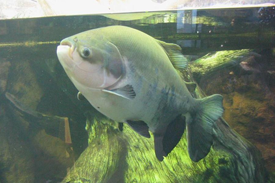 Pacu là một loài cá nước ngọt ở Nam Mỹ, có quan hệ gần gũi với loài cá Piranha