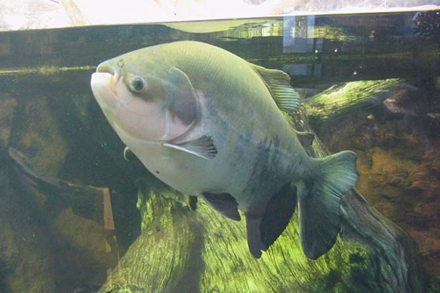 Pacu là một loài cá nước ngọt ở Nam Mỹ, có quan hệ gần gũi với loài cá Piranha