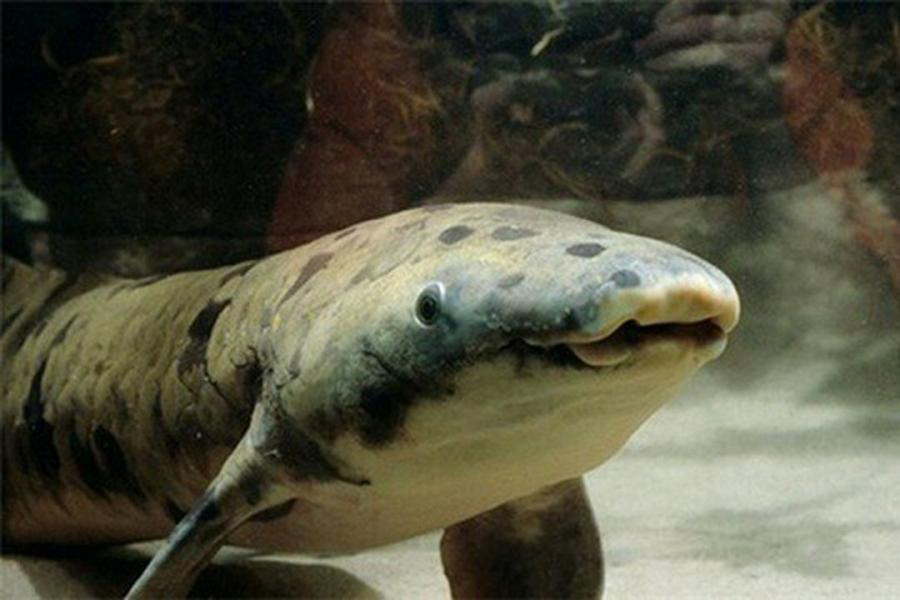 Sở dĩ được gọi là cá phổi bởi loài cá này có phổi rất phát triển, khác xa với những loài cá khác. Cấu tạo phổi đặc biệt giúp chúng sống trong môi trường nước có hàm lượng oxy cực thấp mà không loài cá nào có thể chịu đựng được.