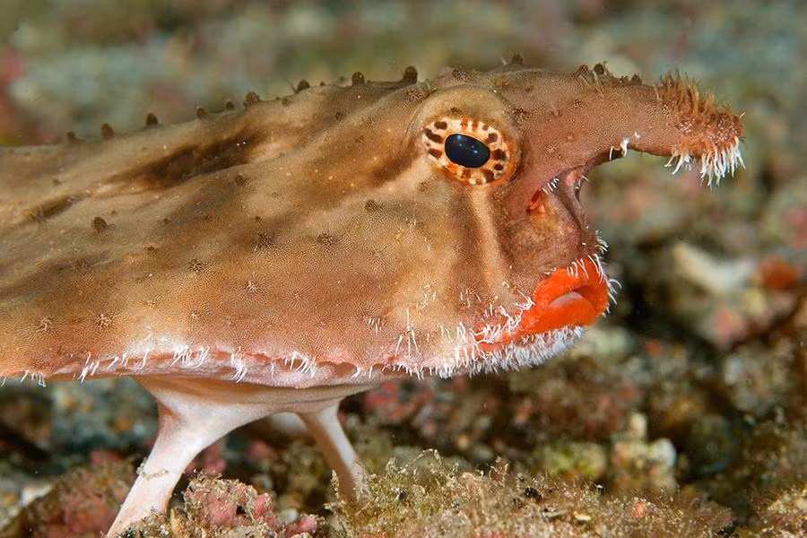 Loài cá này được tìm thấy ở vùng nước sâu quanh quần đảo Galapagos ở Thái Bình Dương và ngoài khơi bờ biển Peru.