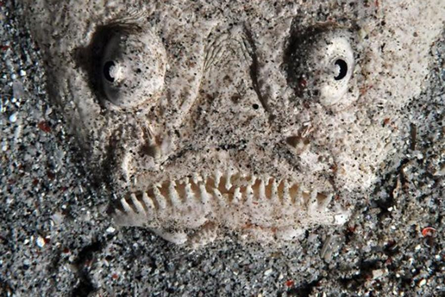 Cá Stargazer (hay còn gọi là cá chiêm tinh) sở hữu hàm răng lởm chởm, nhọn hoắt và đôi mắt hung ác khiến nhiều người liên tưởng tới sinh vật bước ra từ phim kinh dị.