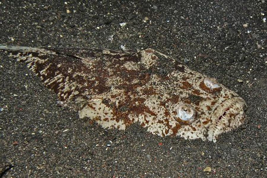 Chúng phục kích con mồi bằng cách ẩn mình dưới lớp cát mỏng chỉ có đôi mắt nhô cao quan sát. Thức ăn của chúng là cá nhỏ, bạch tuộc và mực.