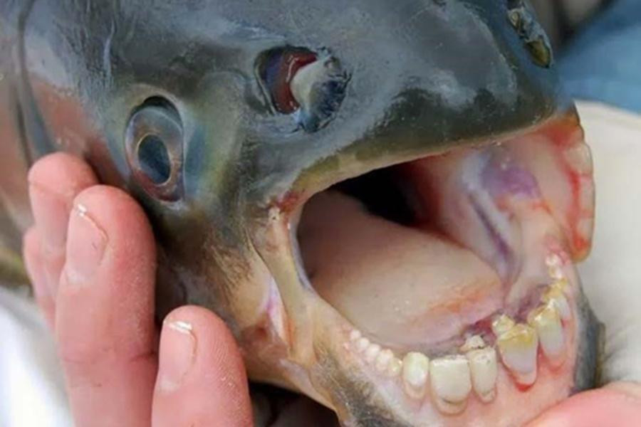 Tương tự như răng cá Piranha, bộ răng của Pacu cũng được cảnh báo là rất nguy hiểm đối với con người.