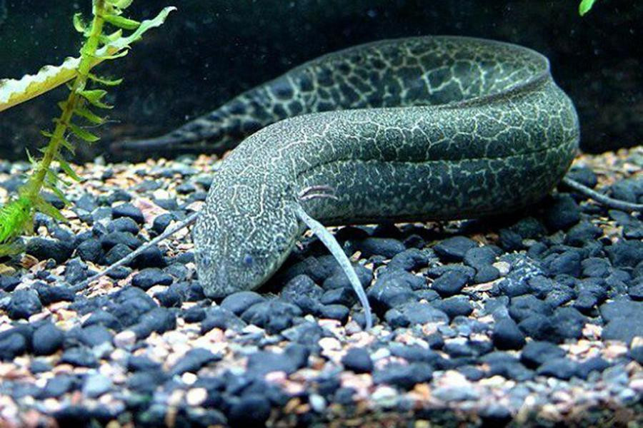 Tuy nhiên, ưu điểm này cũng chính là nhược điểm của cá phổi. Loài cá này hoàn toàn có thể bị... chết đuối nếu ở trong nước quá lâu mà không được lên cạn.