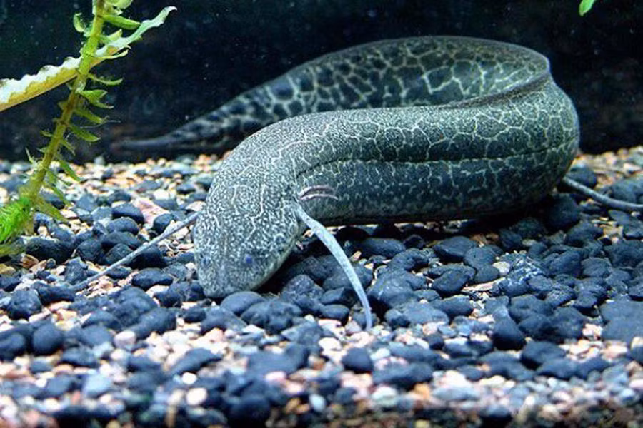 Tuy nhiên, ưu điểm này cũng chính là nhược điểm của cá phổi. Loài cá này hoàn toàn có thể bị... chết đuối nếu ở trong nước quá lâu mà không được lên cạn.