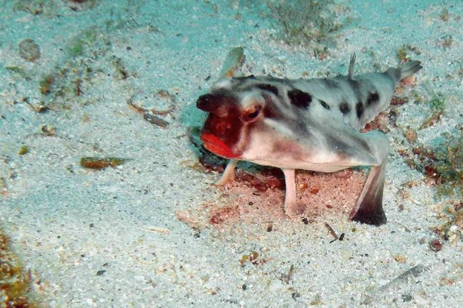 Cá dơi môi đỏ có tên khoa học là Ogcocephalus darwini. Giống như tên gọi, loài cá này có đôi môi đỏ vô cùng quyễn rũ, thân hình thì hình phẳng, dẹt và đôi vây giang rộng như cánh dơi.