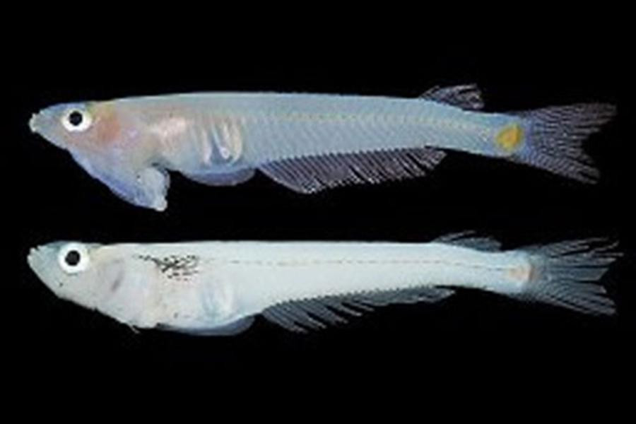P. cuulong thuộc nhóm Priapiumfish - loài cá sống ở khu vực châu Á (đặc biệt là Đông Nam Á), có cơ quan sinh dục nằm dưới cằm, ngay phía sau miệng, được đặt theo tên vị thần sinh sản của Hy Lạp cổ đại, Priapus.