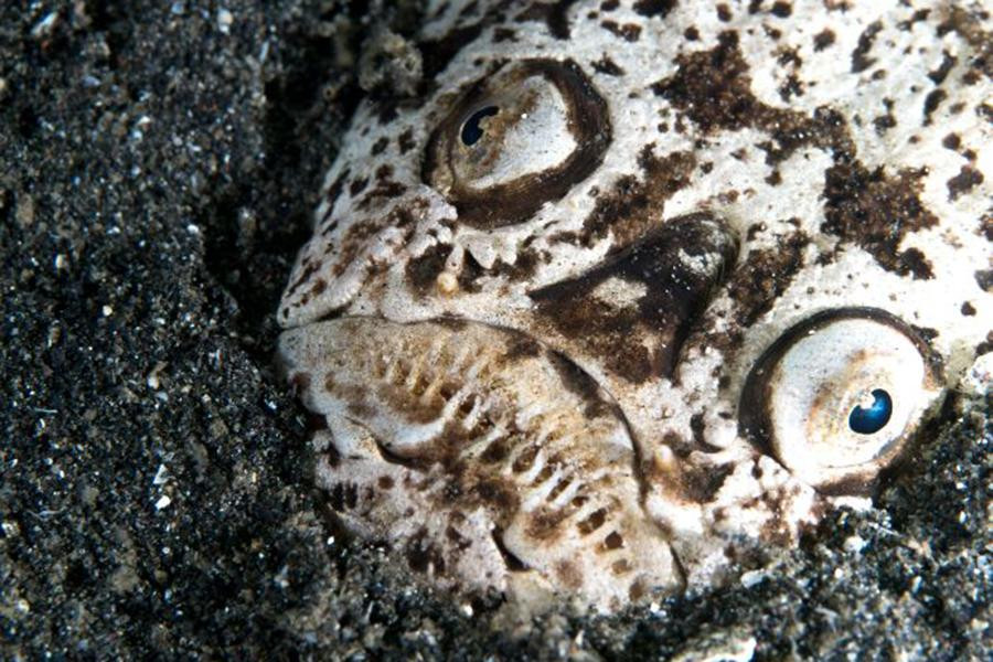 Loài cá này có biệt tài ngụy trang khi sở hữu màu da phù hợp với màu cát biển.