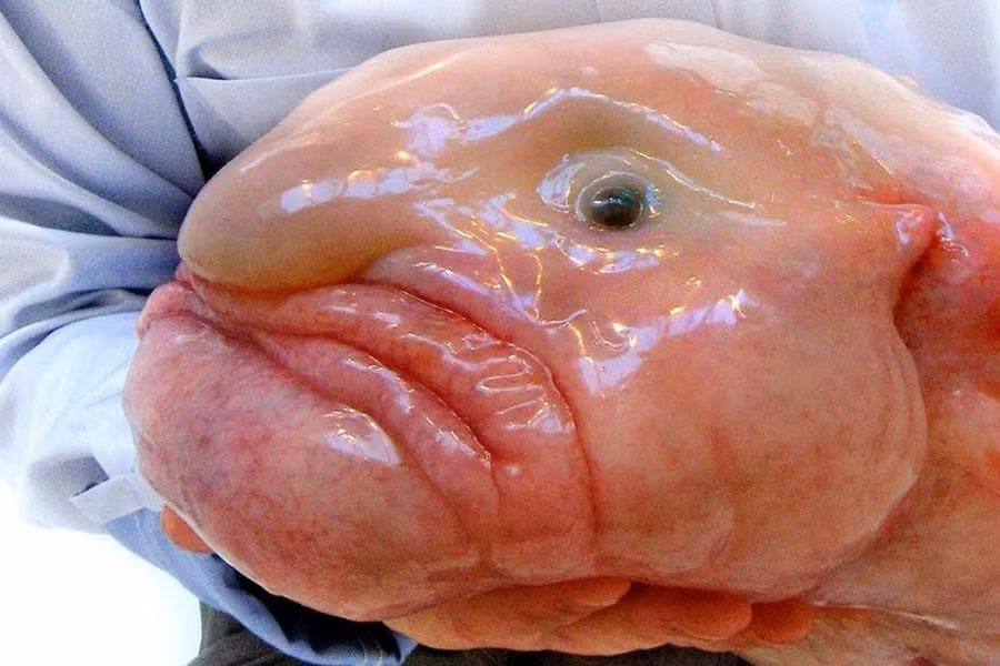 Ngoài vẻ ngoài đặc biệt, cá giọt nước còn nổi tiếng với tật xấu là lười biếng. Chúng rất lười di chuyển, thường chỉ lơ lửng trong nước, chờ đợi con mồi đi qua rồi nuốt trọn.