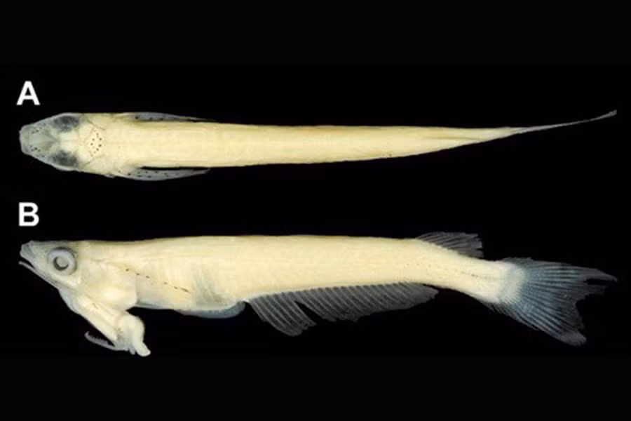 Hiện nay, các nhà khoa học vẫn chưa thể tìm ra lý do tại sao cá P. cuulong lại phát triển tuyến sinh dục vô cùng đặc biệt này.