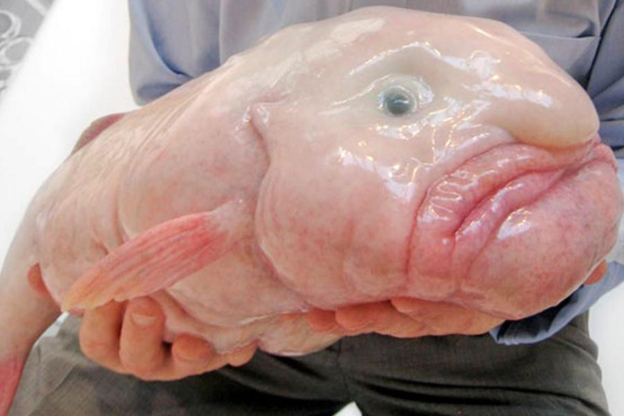 Cá giọt nước (có danh pháp Psychrolutes marcidus) được tìm thấy nhiều ở vùng biển sâu ngoài bờ biển lục địa Australia (vịnh Broken), New South Wales và Tasmania và một số vùng nước sâu ở New Zealand.