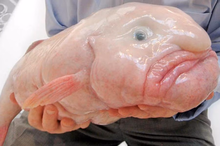 Cá giọt nước (có danh pháp Psychrolutes marcidus) được tìm thấy nhiều ở vùng biển sâu ngoài bờ biển lục địa Australia (vịnh Broken), New South Wales và Tasmania và một số vùng nước sâu ở New Zealand.