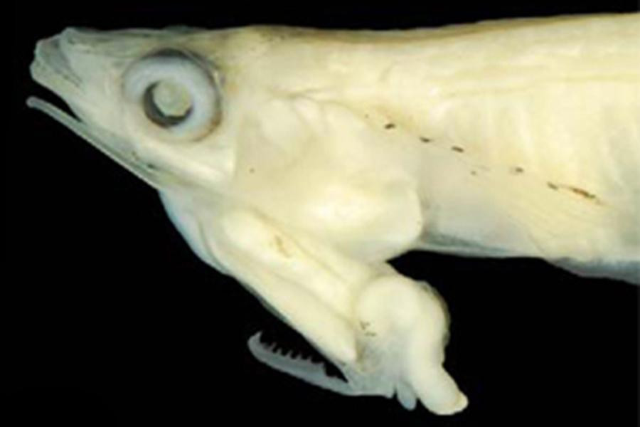 Cá đực có chiều dài cơ thể khoảng 2cm, giao phối với con cái bằng cách phần đầu của chúng đặt gần nhau, tạo thành 1 góc 45 độ.