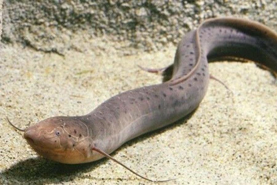 Cá phổi có thể chủ động rơi vào trạng thái "ngủ đông" trong suốt mùa khô hạn và khi ấy quá trính trao đổi chất sẽ chỉ bằng 1/60 khi bình thường.