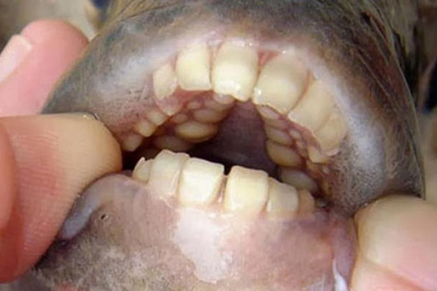 Nếu cá Piranha có bộ răng dạng mảnh sắc như dao cạo thì răng của cá Pacu lại có dạng khối, thẳng và cấu trúc tương tự như răng của con người.