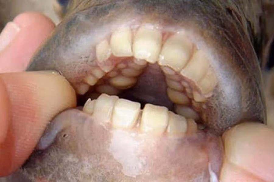Nếu cá Piranha có bộ răng dạng mảnh sắc như dao cạo thì răng của cá Pacu lại có dạng khối, thẳng và cấu trúc tương tự như răng của con người.