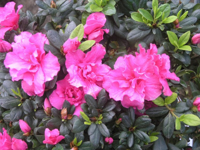 Sinh trung 3 thang am nay, sau tuoi 35 doi van vang son, giau nut vach-Hinh-2