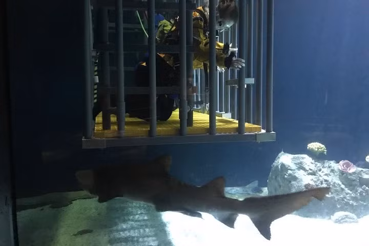 Chương trình trải nghiệm bơi cùng cá mập (ngoài lồng sắt), dành cho các binh sĩ Mỹ bị ốm hoặc bị thương. Chương trình diễn ra tại một cơ sở ở Washington.