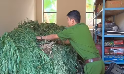 Số cần sa thu giữ - Ảnh: Thanh Nguyên