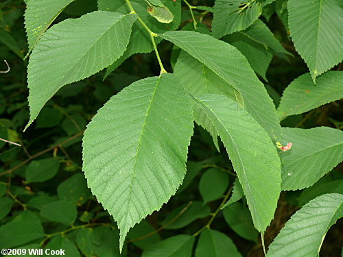  6. Cây đu (Slippery Elm) Đây là cây thảo mộc, trồng và sử dụng bởi người dân Bắc Mỹ. Ngoài tác dụng giảm các triệu chứng của bệnh hen suyễn như tắc nghẽn đường hô hấp, vỏ cây đu có nhiều chất nhầy tác dụng trong việc làm mềm và bảo vệ màng trong của màng tế bào trên cơ thể. Loại thuốc sắc từ vỏ cây hay lá cây đều dùng làm dịu các cơn đau khi gặp vấn đề về hệ thống tiêu hóa hay cổ họng. Trong số các loại thuốc hiện nay, Slippery Elm có công hiệu trong việc điều trị chứng viêm cơ quan tiêu hóa và phòng chống loét dạ dày. Những người có bệnh về dạ dày như trào ngược axit hoặc bệnh đường ruột đang trong quá trình chữa trị chứng viêm loét được khuyến khích dùng thuốc làm từ loại thảo mộc này.
