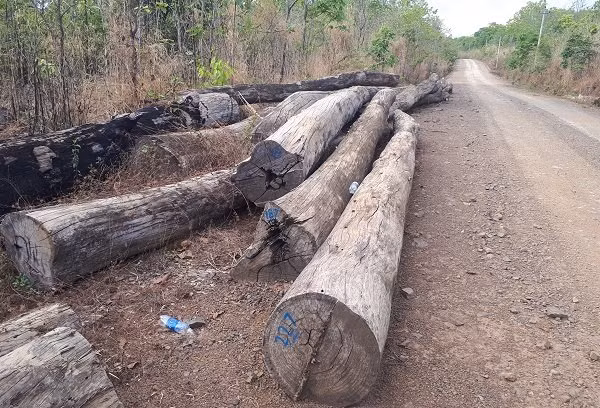 Gỗ đấu giá của công ty Thảo Trúc còn hơn 145m3 đang để dọc QL 14C Gỗ đấu giá của công ty Thảo Trúc còn hơn 145m3 đang để dọc QL 14C