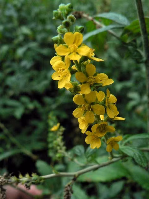  10. Thảo mộc Agrimony Loại thảo mộc này được rất ít người biết đến như một vị thuốc giảm đau dạ dày và phục hồi chức năng của hệ thống đường tiêu hóa. Axit trào ngược cũng gây ra những biểu hiện như nôn khan, tiêu chảy. Nếu như bạn có những triệu chứng này thì hãy tìm đến Agrimony để điều trị những dấu hiệu liên quan đến vấn đề dạ dày. 