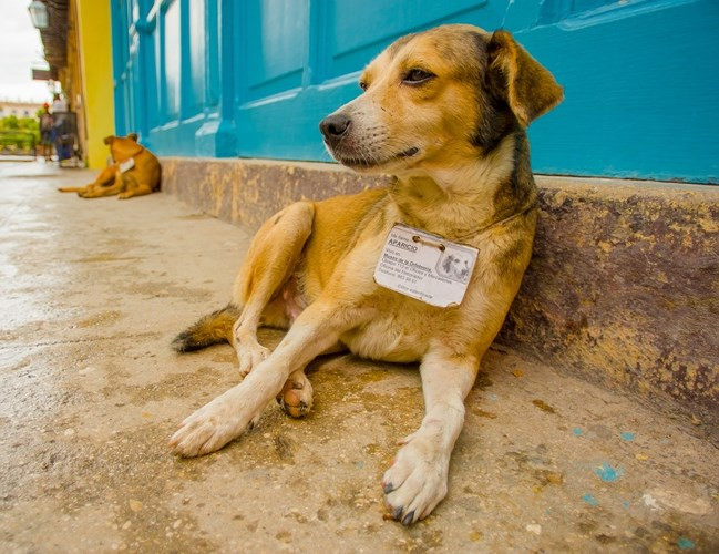 Chó đi lạc có thẻ nhận dạng cá nhân riêng. Người Cuba rất thích chó và hầu như mỗi người đều có một con chó cưng. Chó đi lạc đã trở thành một phần của các điểm tham quan du lịch. Những con chó này được cấp thẻ nhận dạng có ảnh, biệt hiệu, nơi sinh sống, thông tin y tế và rất thân thiện với du khách.