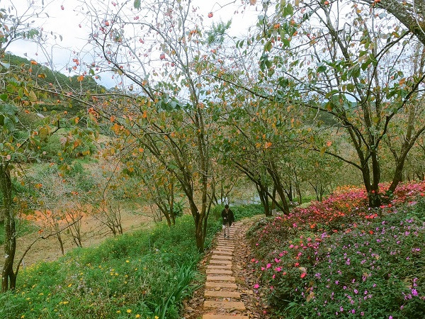 Da Lat binh yen qua nhung con duong pho nui-Hinh-7