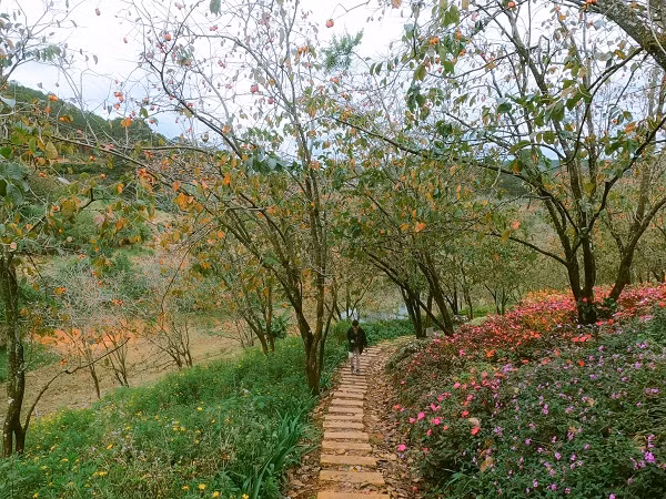 Da Lat binh yen qua nhung con duong pho nui-Hinh-7