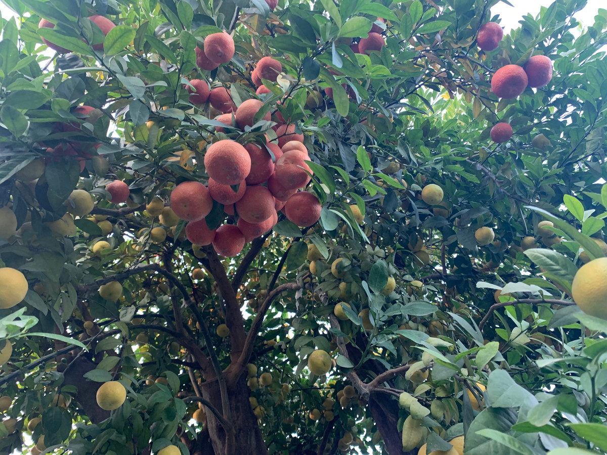 Tình trạng người mua giảm, giá cây giảm là xu thế chung do ảnh hưởng của đại dịch COVID-19.