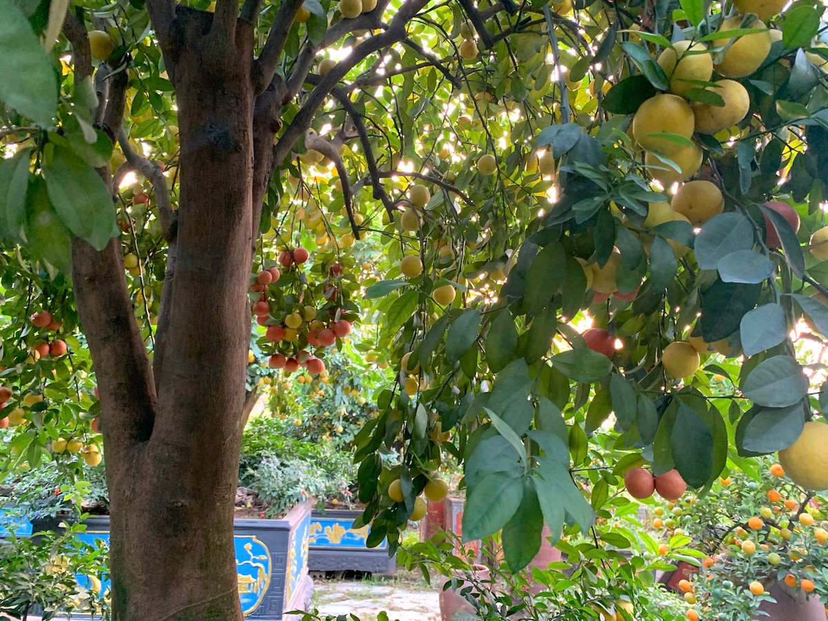 Mọi năm cây của anh Hưng đều cháy hàng, nhưng năm nay bán khá chậm.