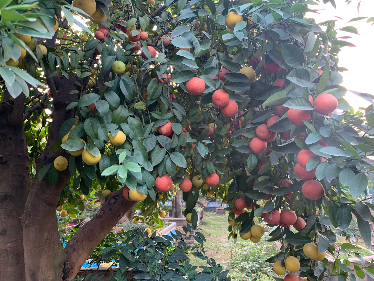 Hiện nay, tại vườn anh Hưng có những "cụ cây" giá lên đến hàng trăm triệu. Anh cho biết, mọi năm không có dịch thì 27 Tết anh đã hết sạch cây, nhưng năm nay thì bán chậm.