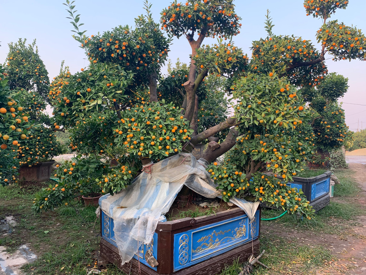 Nhìn những cây bưởi, cây chanh, quất đến giờ này vẫn nằm tại vườn khiến nhiều người không khỏi xót xa.