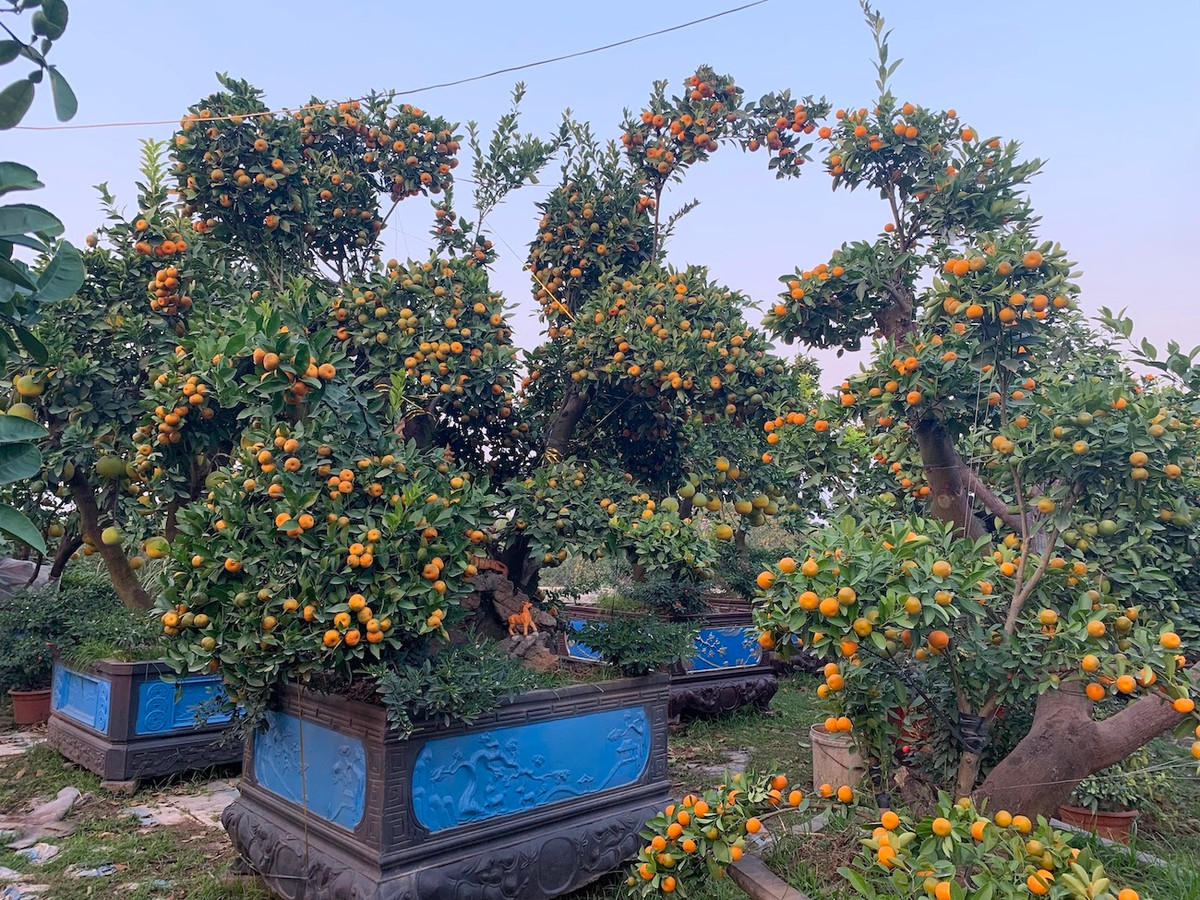 Nhiều người trồng cây cảnh ngán ngẩm với tình hình dịch bệnh như hiện nay.