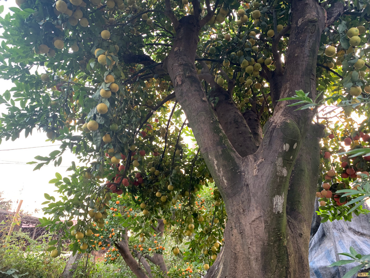 Những cây cảnh cổ thụ thế này anh Hưng cho biết phải bỏ công chăm bón rất công phu, bán rẻ thì không đành, bán đắt thì không có người mua.