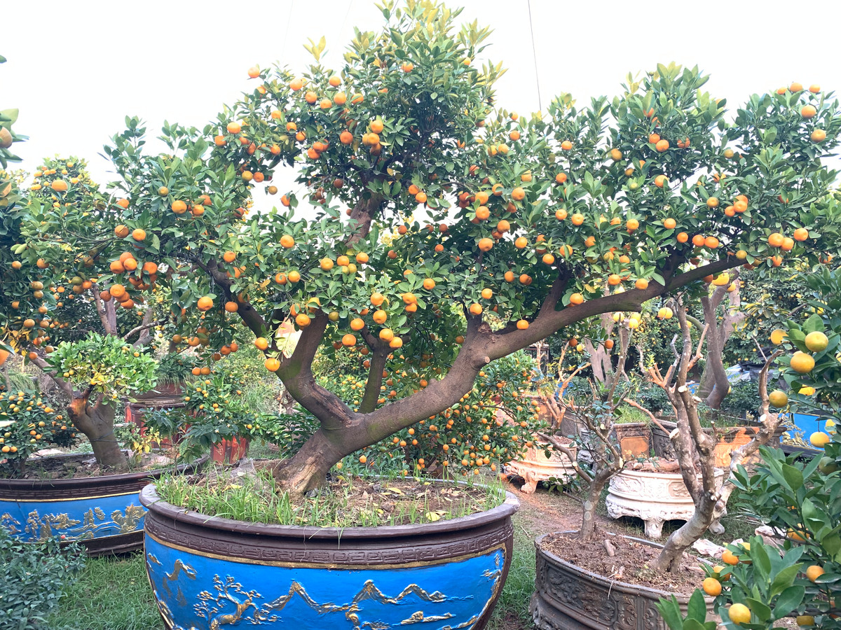 Mặc dù những người trồng quất đã tiên lượng trước được tình hình mua bán sẽ khó khăn do COVID-19, tuy nhiên đây là nghề truyền thống, nếu không làm thì cũng không biết làm gì khác.