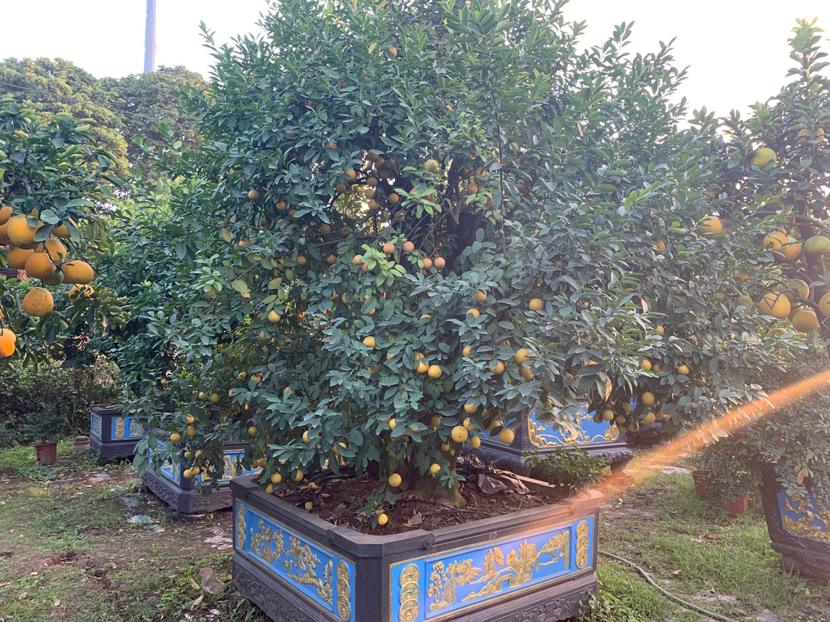 Để có được một cây lên dáng chuẩn “hàng độc”, tầng tầng, lớp lớp tán cho ra trái xum xuê, anh Hưng phải mất nhiều năm trời lao động miệt mài và đầu tư cả tiền bạc, công sức.