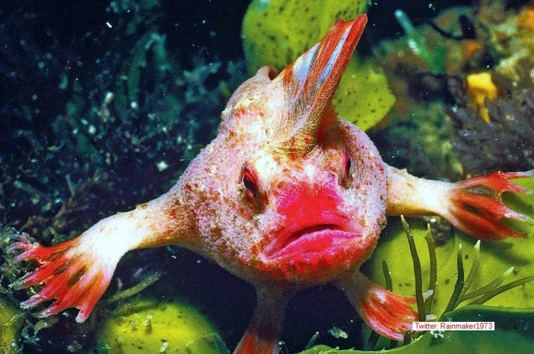 Lo ngại cho sự tồn tại của chúng, giới chức Australia đã xếp loài này vào nhóm có nguy cơ tuyệt chủng.