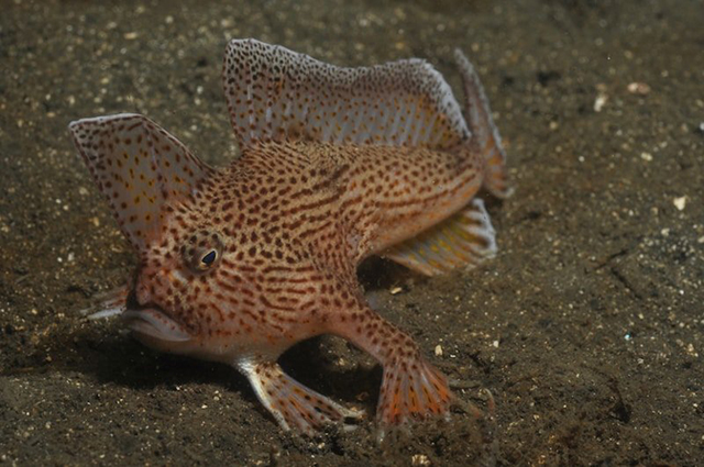 Phó giáo sư tại Đại học Tasmania, nhà sinh vật biển, đồng thời là trưởng nhóm nghiên cứu, ông Neville Barrett cho biết: "Đây là một khám phá thú vị và mang lại hi vọng cho sự tồn tại của loài cá tay hồng. Rõ ràng chúng có môi trường sống và sự phân bố rộng hơn so với suy nghĩ trước kia".