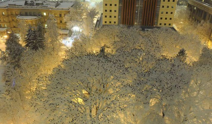 Hàng trăm con quạ nằm trong tuyết vào ban đêm trông như thế nào.