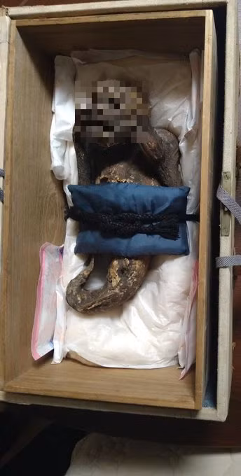 Xác ướp sinh vật bí ẩn, dài khoảng 30 cm, được mệnh danh là “nàng tiên cá” đang được thờ trong ngôi đền Enjuin ở thành phố Asakuchi, tỉnh Okayama, Nhật Bản. Theo người trông coi ngôi đền, xác ướp này xuất hiện vào khoảng từ năm 1736 - 1741.