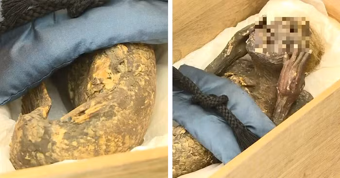 Phần thân trên, cũng có các phần làm bằng vải, được bọc trong một tờ giấy mỏng, sau đó được bọc trong da fugu (một loại cá nóc). Cái đầu cũng được làm bằng vải và được nhồi vào một số loại lông động vật không xác định.