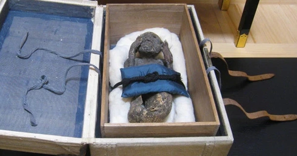 Trong khi đó, vảy và vây ở phần thân dưới dường như là của một loài cá lù đù (croaker fish). Ngay cả phần hiện vật được tìm thấy trong lưới của ngư dân vào khoảng năm 1740 dường như cũng là một trò lừa bịp, vì các nhà nghiên cứu sau khi kiểm tra một số vảy rơi ra từ phần dưới cơ thể đã tính toán rằng xác ningyo rất có thể là từ nửa sau của những năm 1800.