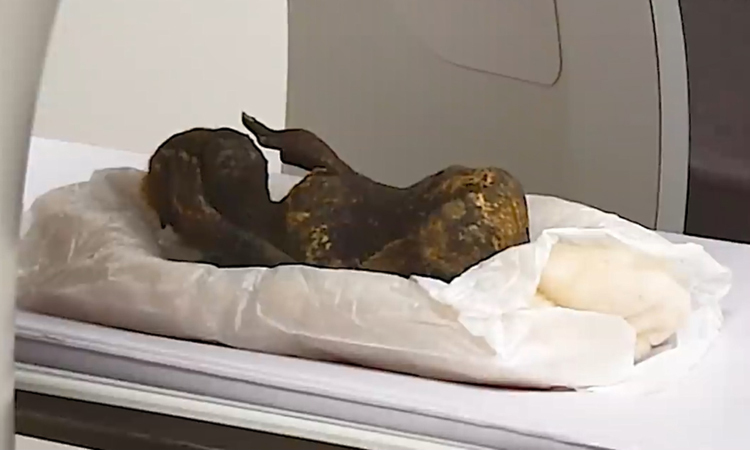 Và thật không may cho những người hâm mộ các truyền thuyết, hóa ra đó không thực sự là một nàng tiên cá. Nhóm nghiên cứu cho biết họ đã thấy có điều gì đó không ổn khi thành phần cấu trúc xương thật duy nhất mà họ có thể xác nhận là xương hàm, vì “ningyo” chỉ dài 30 cm và không có hộp sọ, xương sống hoặc xương sườn.