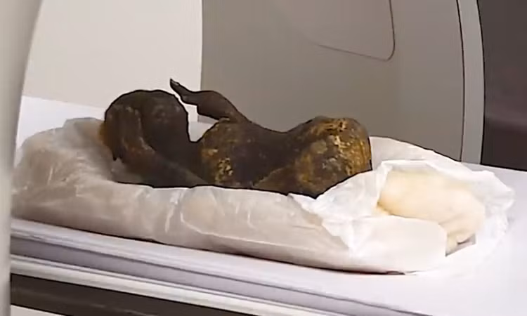 Và thật không may cho những người hâm mộ các truyền thuyết, hóa ra đó không thực sự là một nàng tiên cá. Nhóm nghiên cứu cho biết họ đã thấy có điều gì đó không ổn khi thành phần cấu trúc xương thật duy nhất mà họ có thể xác nhận là xương hàm, vì “ningyo” chỉ dài 30 cm và không có hộp sọ, xương sống hoặc xương sườn.